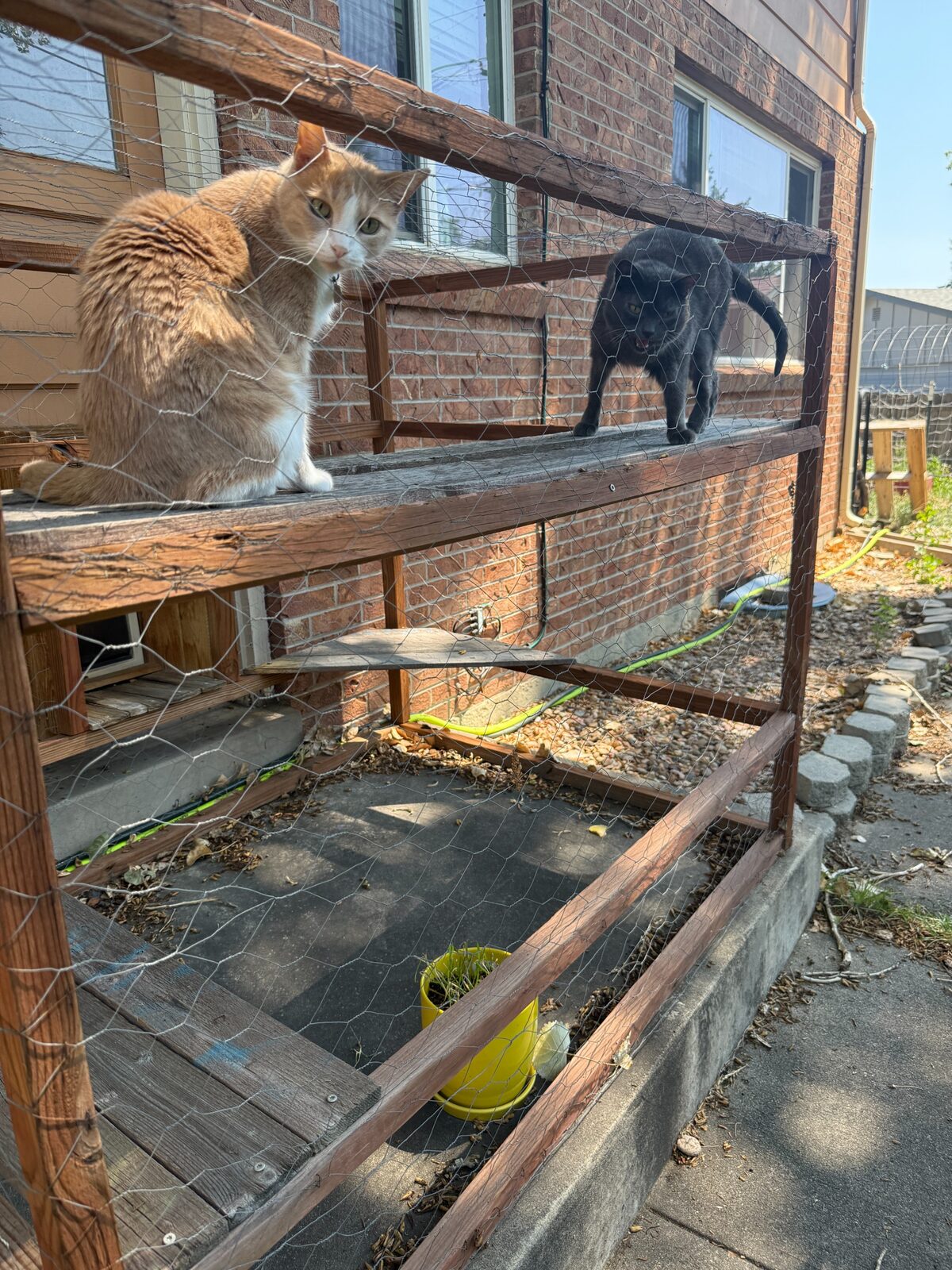 Cats still love the catio