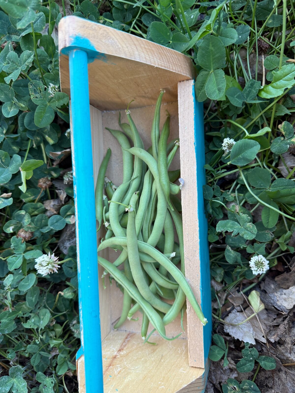 Green beans are doing the best of the lot