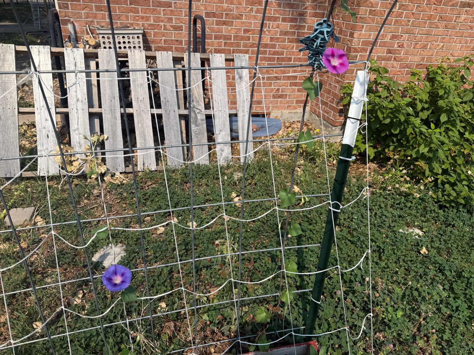 Nothing on my trellis but a morning glory